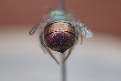 Calloceratina