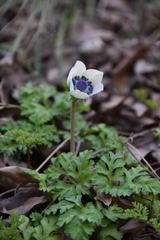 Anemone coronaria