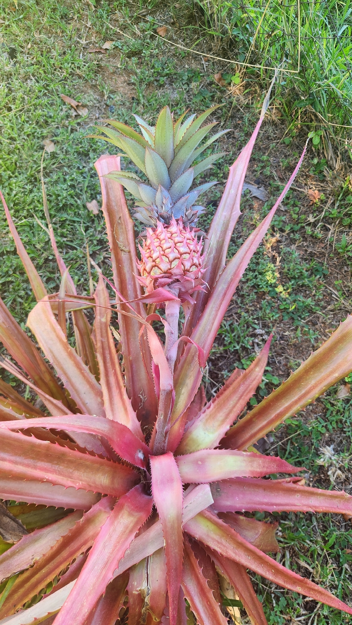 Imagem de Abacaxi