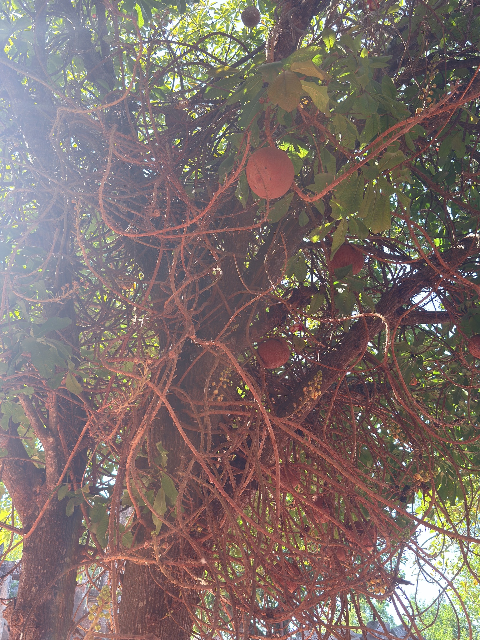 Imagem de Abricó-de-macaco