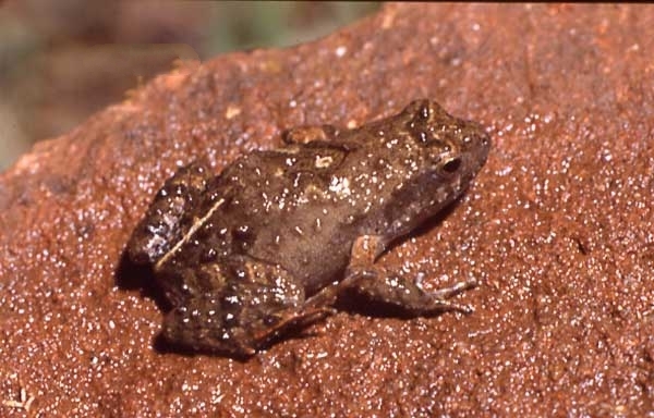 Rio Grande Dwarf Frog