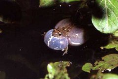 Rio Grande Dwarf Frog photo 2