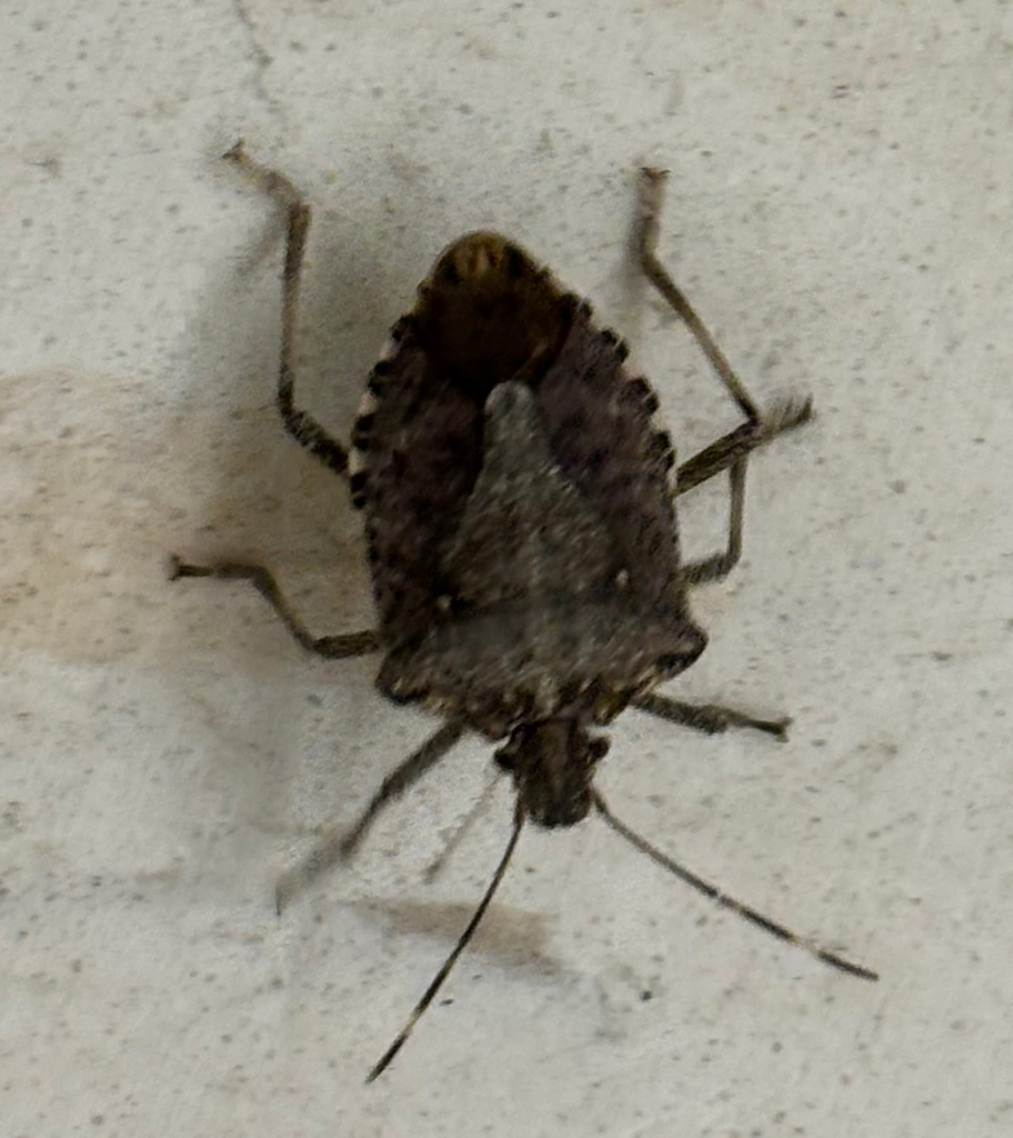 Brown Marmorated Stink Bug from Suffolk County, US-NY, US on February ...