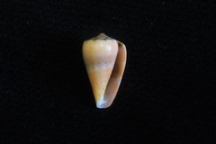 Conus aplustre