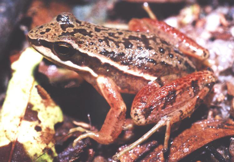 Campinas Tree Toad