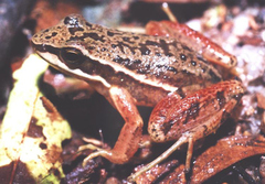 Campinas Tree Toad photo 2