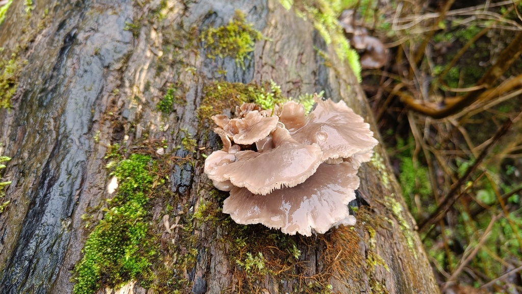 Pleurotus ostreatus · February 2026 · photo: © magicmjk (iNaturalist, cc0)