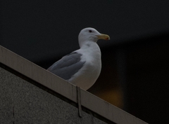 Larus