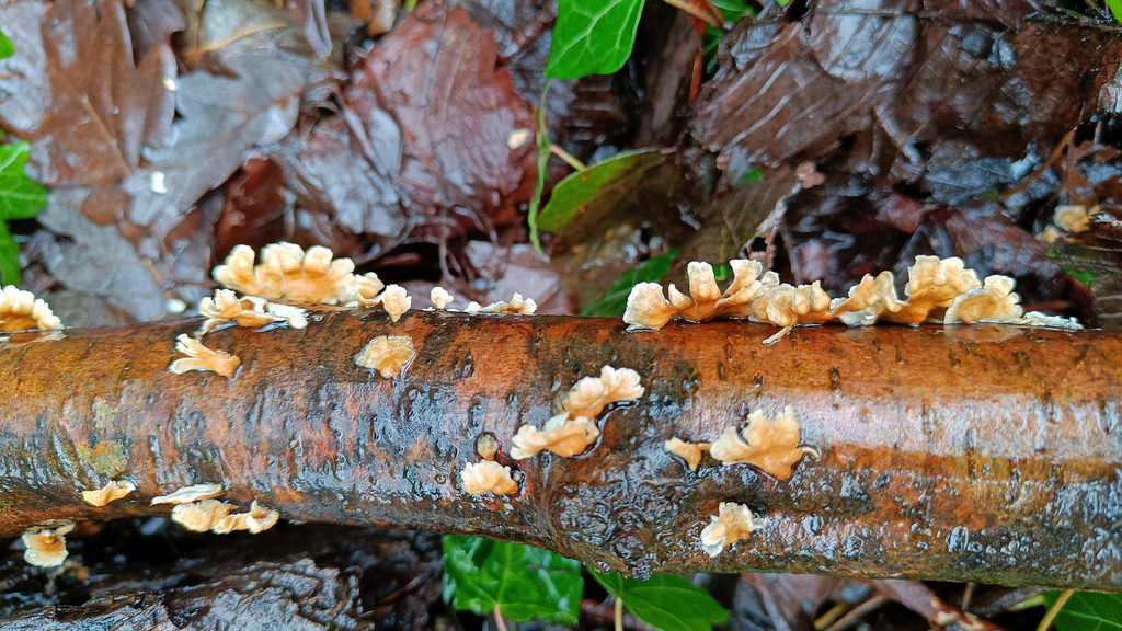 Plicatura crispa · February 2026 · photo: © magicmjk (iNaturalist, cc0)