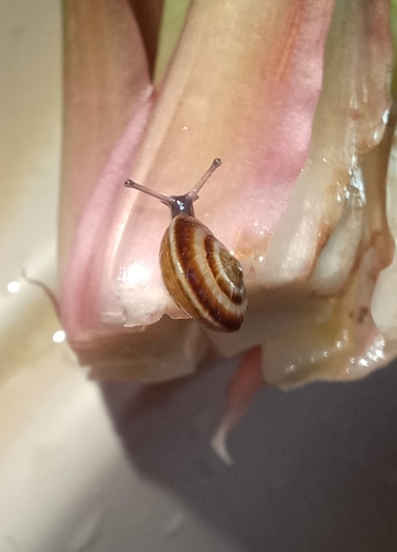 Cernuella virgata