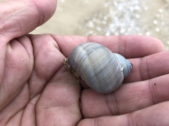 Laguncula pulchella