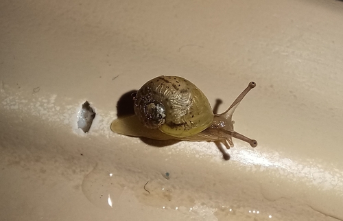 Cantareus apertus