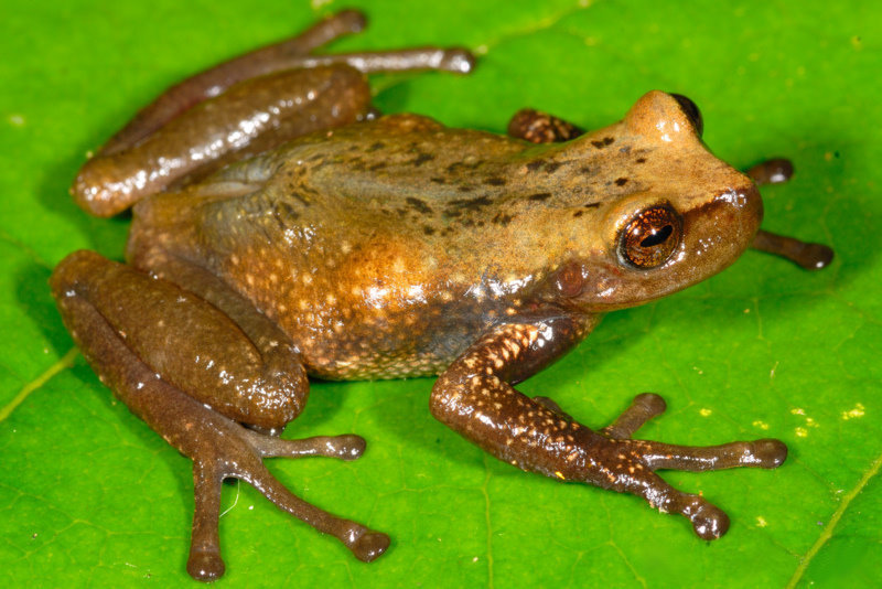 Gastrotheca antoniiochoai