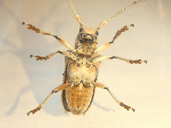 Rhytiphora obliqua