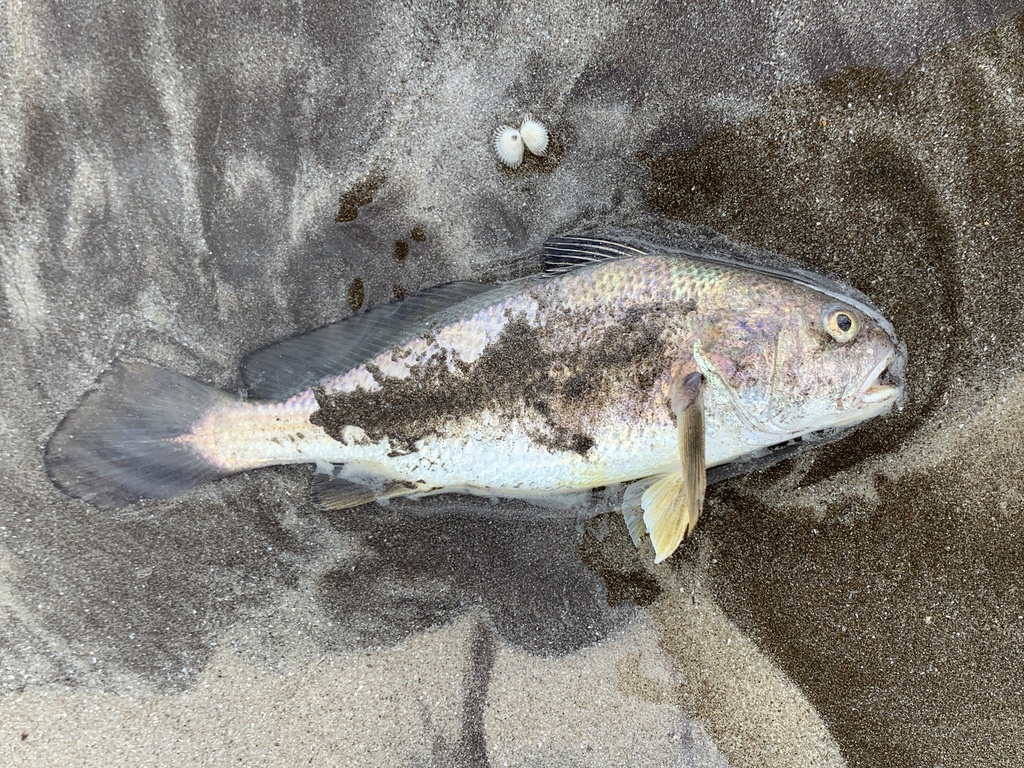 Majan croaker