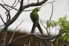 Psittacara chloropterus