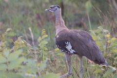 Neotis denhami denhami