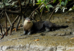 African Clawless Otter photo 4