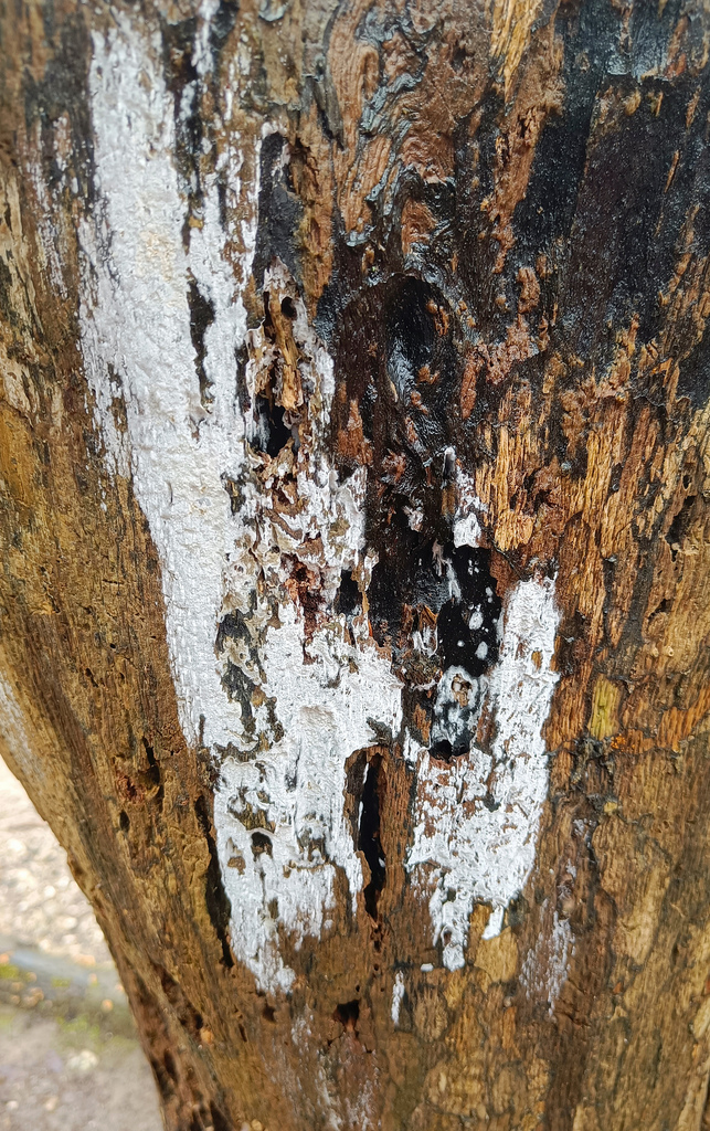 Lyomyces sambuci · February 2026 · photo: © magicmjk (iNaturalist, cc0)