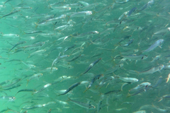 Sardinella lemuru