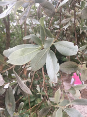 Conocarpus erectus sericeus