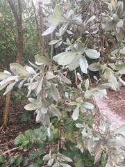 Conocarpus erectus sericeus