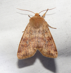 Orthosia rubescens