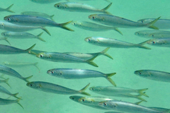 Sardinella lemuru