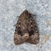 American Copper Underwing - Photo (c) David Kaposi, some rights reserved (CC BY-NC)