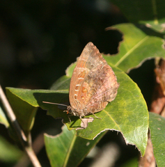 Arhopala centaurus nakula