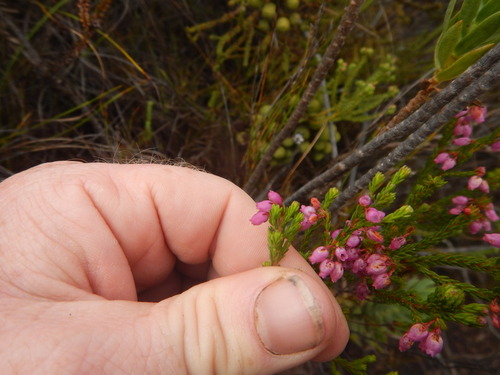 Cheery Heath (Erica laeta)