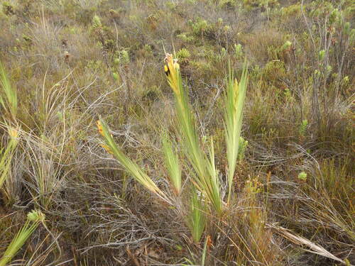 Bokmakierie Tail (Witsenia maura)