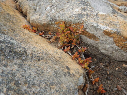 Ruschia promontorii