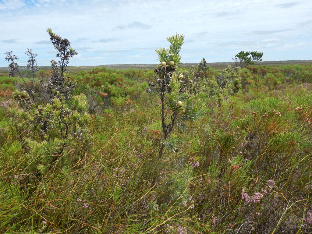 Leucadendron floridum; photograph (c) James Deacon, some rights reserved (CC BY-SA)