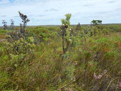 Leucadendron floridum