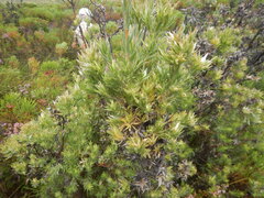 (c) James Deacon, some rights reserved (CC BY-SA) Leucadendron floridum, photograph (c) James Deacon, some rights reserved (CC BY-SA)