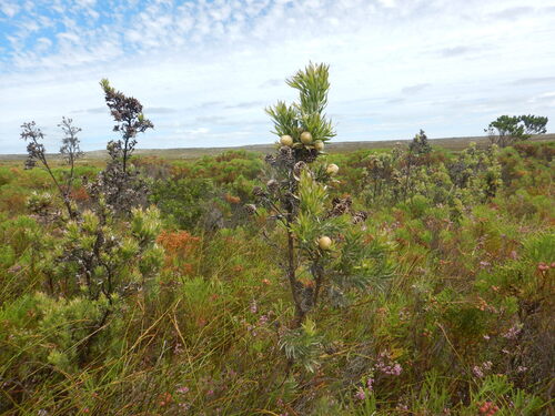 Leucadendron floridum, photograph 2