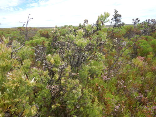Leucadendron floridum, photograph 3