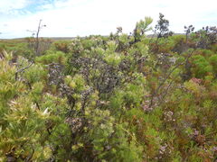 (c) James Deacon, some rights reserved (CC BY-SA) Leucadendron floridum, photograph (c) James Deacon, some rights reserved (CC BY-SA)