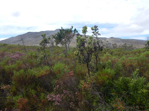 Leucadendron floridum, photograph 4