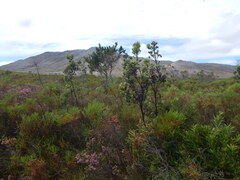 (c) James Deacon, some rights reserved (CC BY-SA) Leucadendron floridum, photograph (c) James Deacon, some rights reserved (CC BY-SA)