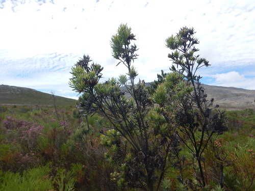 Leucadendron floridum, photograph 5