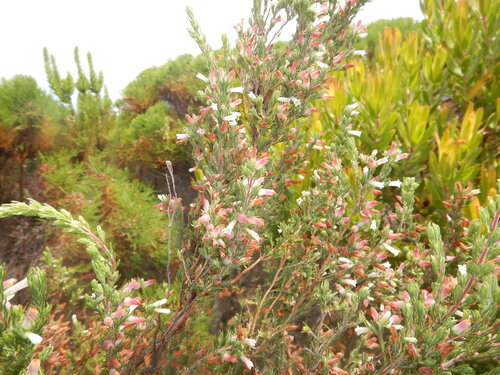 Fountain Heath (Erica fontana)