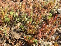 Loeflingia squarrosa