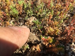 Loeflingia squarrosa