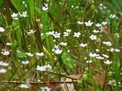 Androsace umbellata