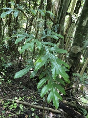 Stenocarpus sinuatus