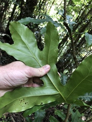 Stenocarpus sinuatus