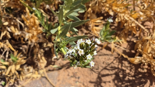 Harmal (Rhazya stricta)