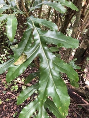Stenocarpus sinuatus